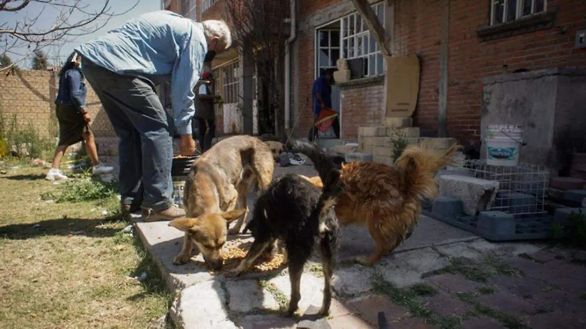 El Ayuntamiento de San Andrés Cholula rescató a 60 perros y gatos en dos domicilios ubicados en San Francisco Acatepec y Santa María Tonantzintla,